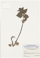 藏品(短柄野芝麻)的圖片
